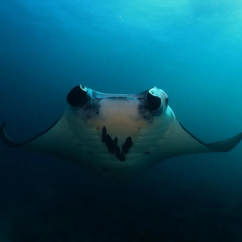 Nusa Penida Scuba Diving Bali - Gallery 6